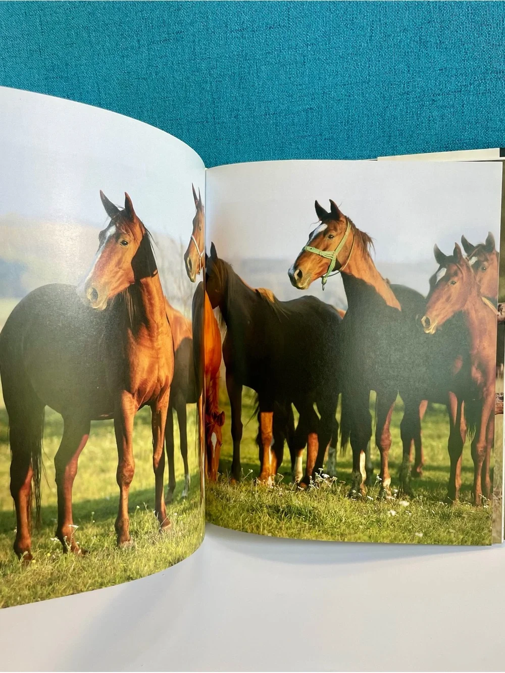 Enchanting Horses by Jennifer Anderson Hardcover book